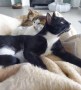 Tuxy (2)
